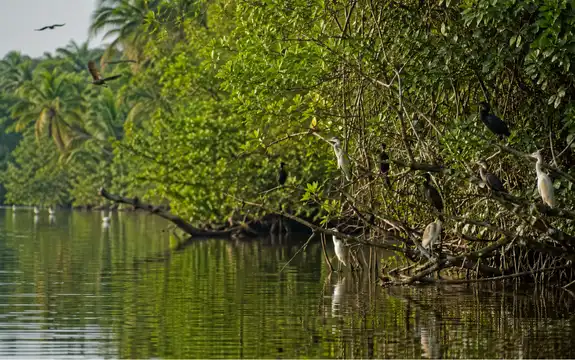 Lush mangrove shoreline with native birds and calm backwaters during Pathiramanal Island boating, surrounded by coconut palms and untouched natural greenery.